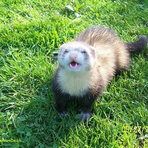 ferret in the grass.jpg