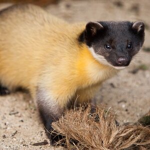 yellow throated marten.jpg