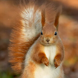 squirrel.
