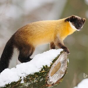 yellow throated marten on the 'log.jpg