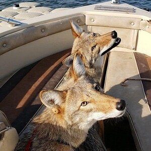 coyotes on a boat.jpg