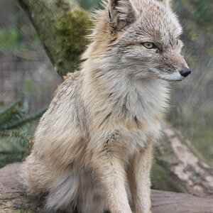 corsac fox.jpg