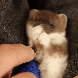 stoat.gif