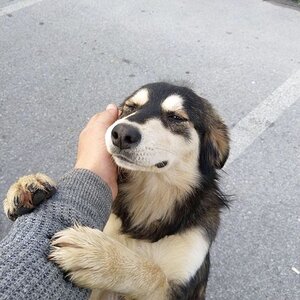 doggo.jpg