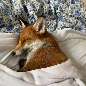 sleepy fox.jpg