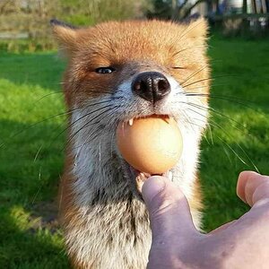 egg.jpg