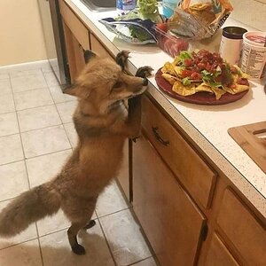 shitoko's pet fox.jpg
