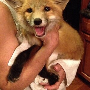 a very happy fox.jpg