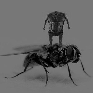Giga fly