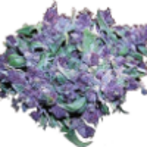 bud purple.png