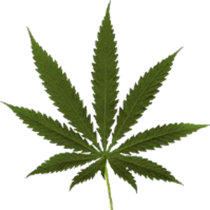 pot leaf.png