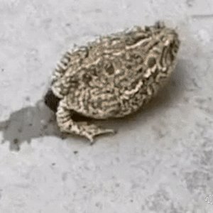 frogpoop laugh gif