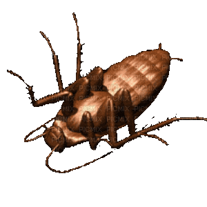 roach