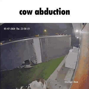 cow abduction.gif