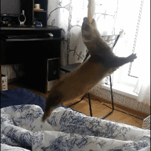 51acd104fed2e0a2a489774c95e86b44.gif