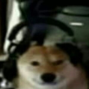 dogi.jpg