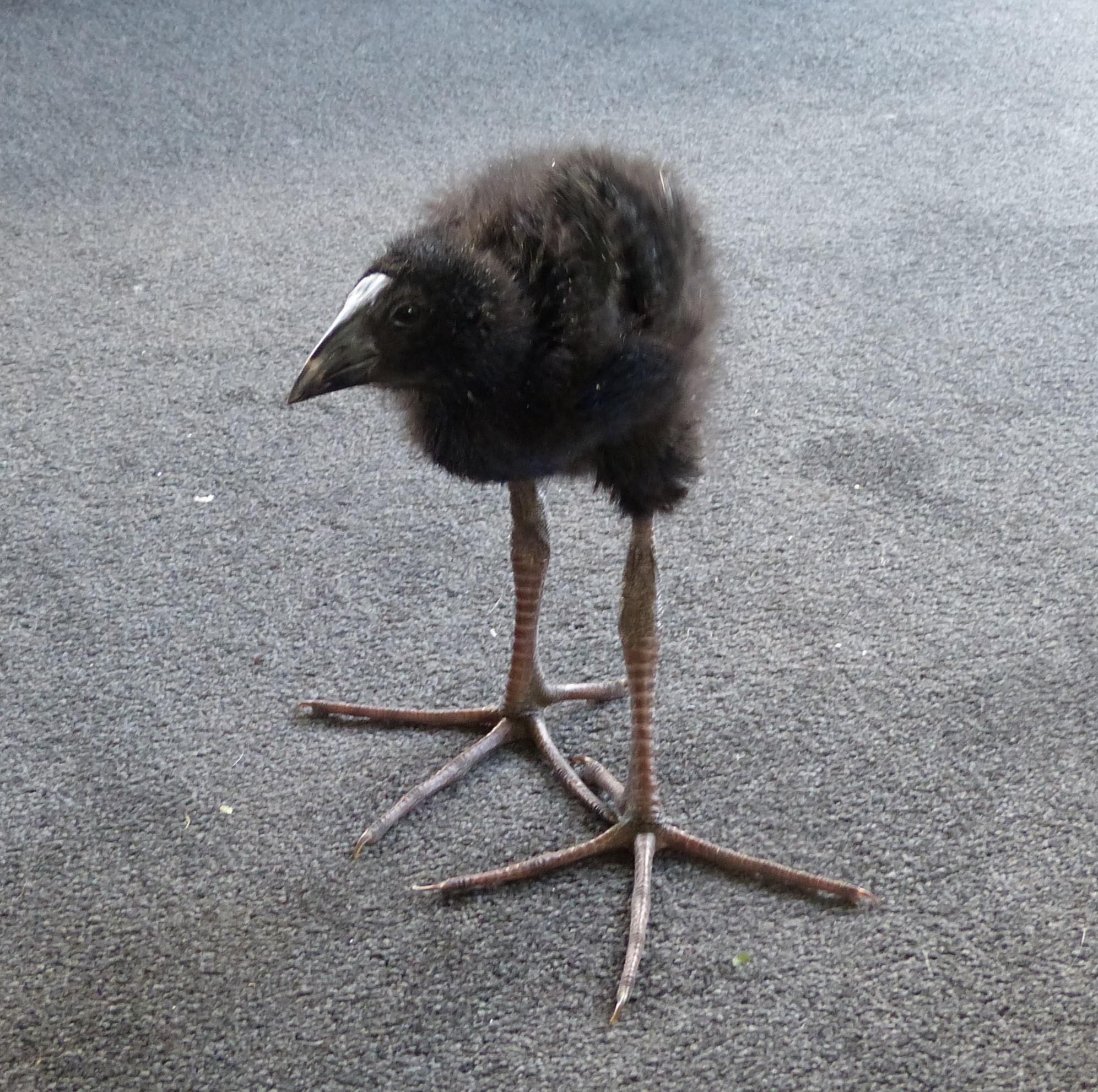 birdo
