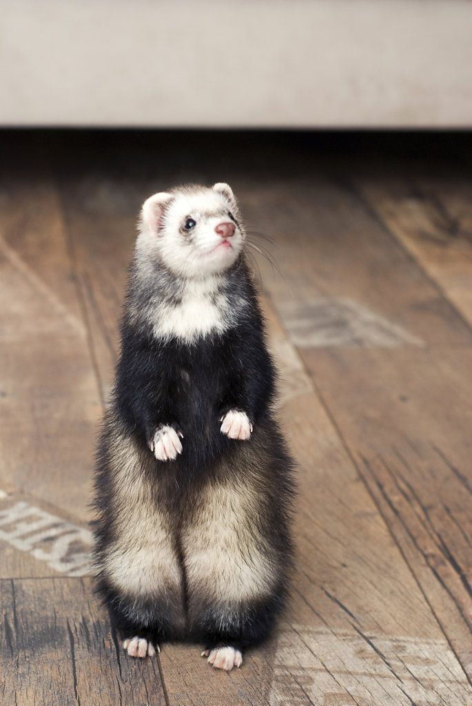 black and white ferret.jpg