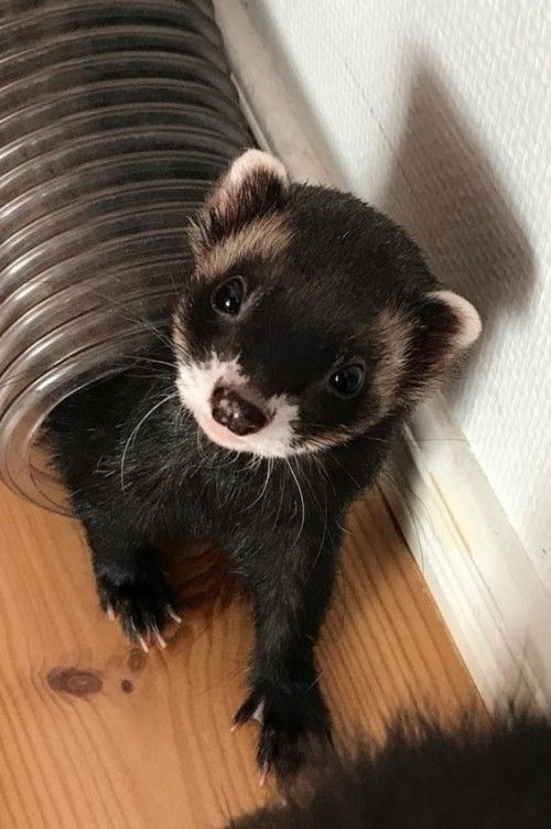 black ferret.jpg
