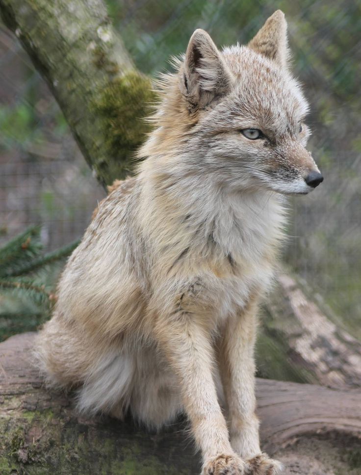 corsac fox.jpg