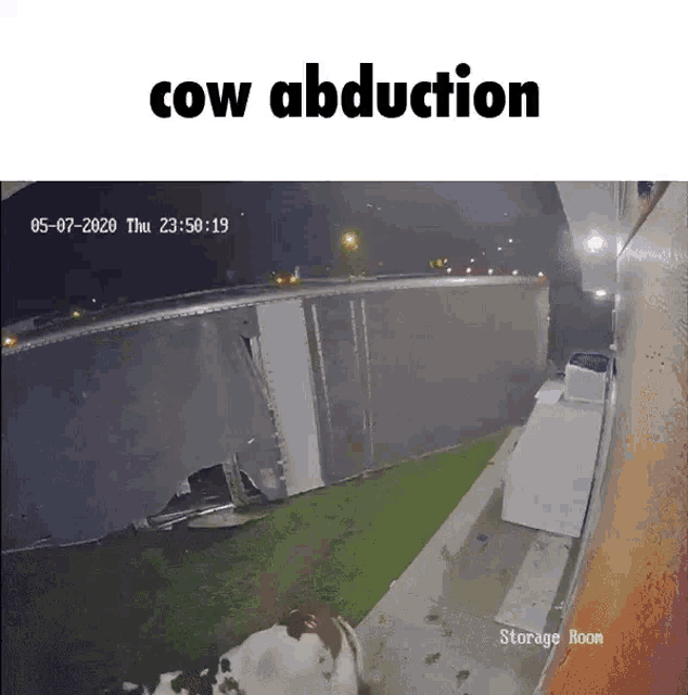 cow abduction.gif