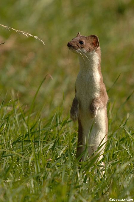 ermine.jpg