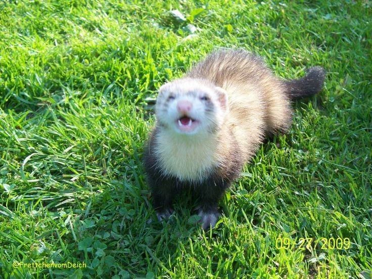ferret in the grass.jpg