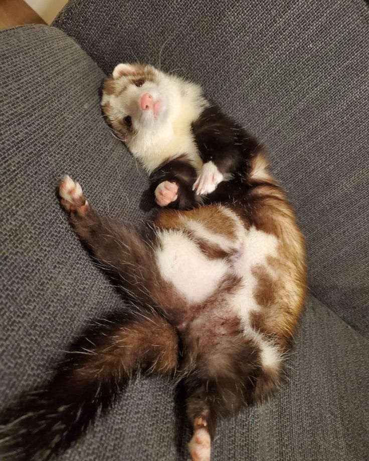 ferret lounging around.jpg