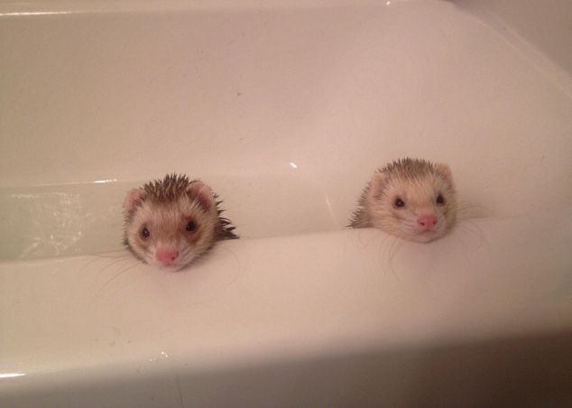 ferrets in the bath.jpg