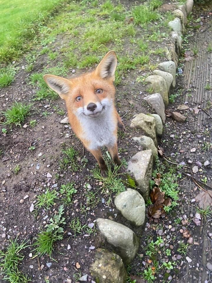 goofy ahh fox.jpg
