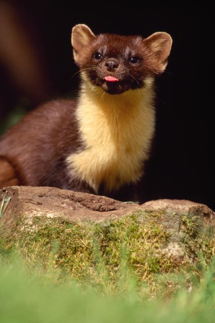 marten.jpg