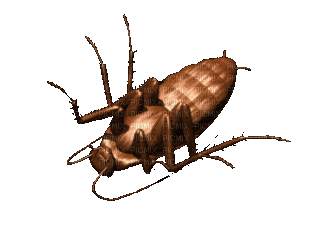 roach