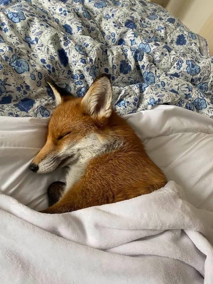 sleepy fox.jpg