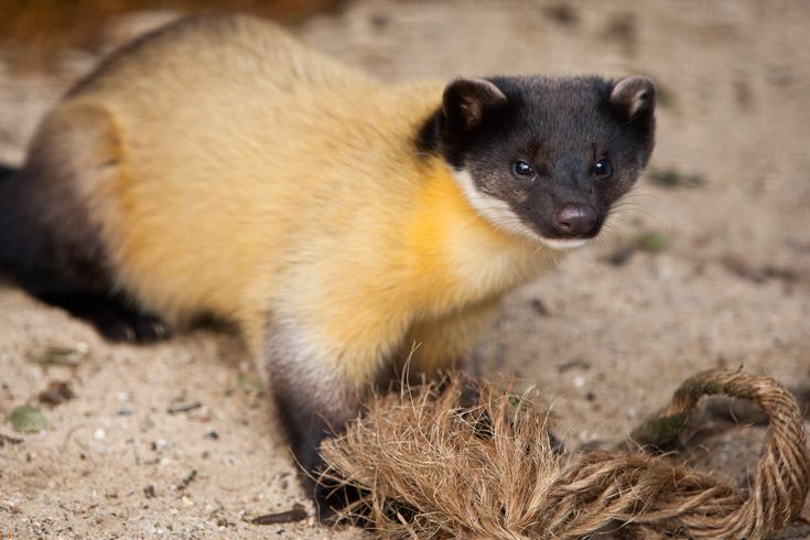 yellow throated marten.jpg
