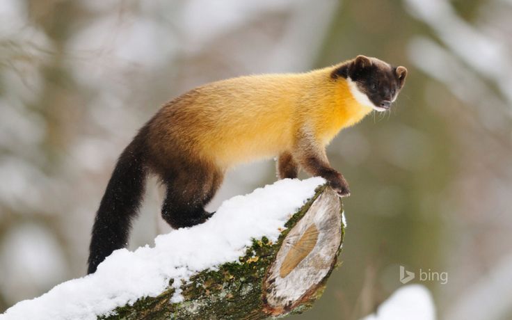 yellow throated marten on the 'log.jpg