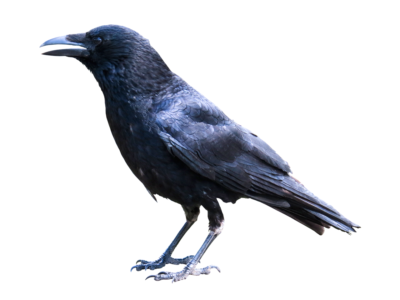 crowpro.net