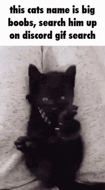 my-name-is-cat.gif