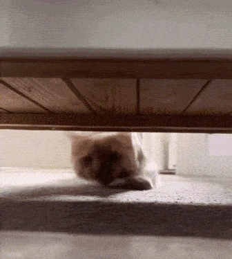 orange-cat-smelling-caramel-cat-sniffing.gif